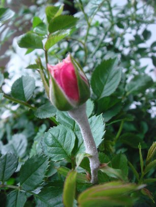 e0111793_17301734.jpg