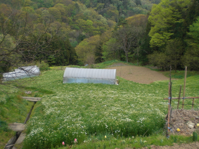 c0099395_16173757.jpg