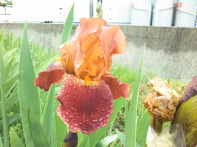 f0077595_11234488.jpg