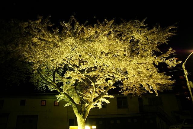 夜桜と公園_f0138395_21221594.jpg