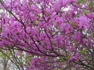 a0166196_14263938.jpg