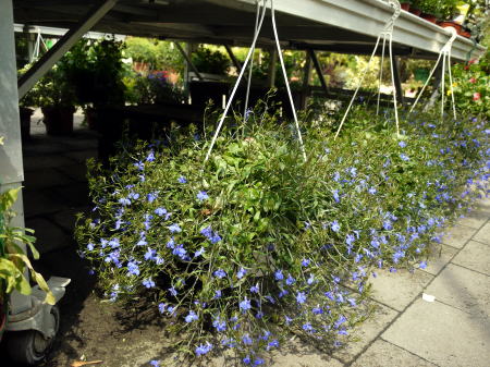 c0090198_456160.jpg