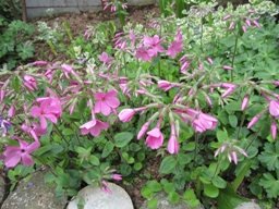 c0117898_201515.jpg