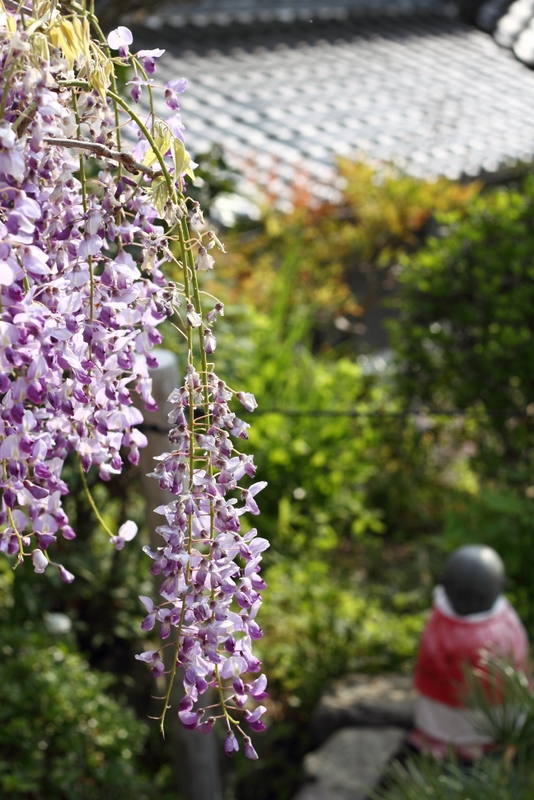 一眼vsコンデジ撮り比べ③ ～ 子安地蔵寺_b0138101_22173358.jpg