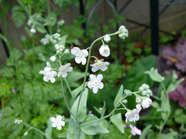 今日の庭の花達　と　ギリシャの壺を移動_a0123003_2020592.jpg