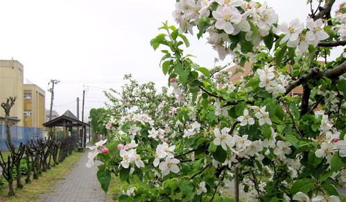 遊歩道は、果樹園通り‥‥？ （10-05-12 WED.）_c0084908_214483.jpg