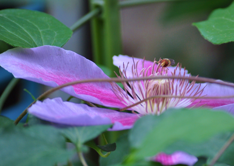 野の花～☆_b0180709_22261268.jpg