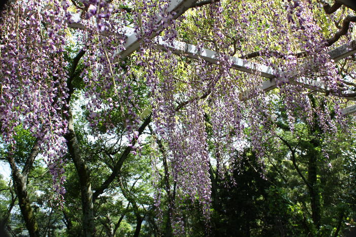 神宮バラ園，宇治橋、太江寺のふじを見て回る              　2010,5,12_d0154609_21203991.jpg