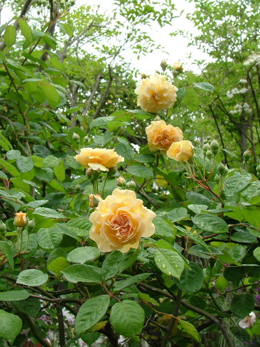 c0212214_23595834.jpg