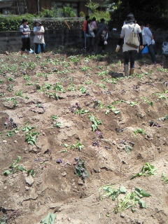 芋植え・初夏？？_a0128916_23532849.jpg