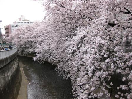 桜の季節　2010　③_f0155118_741150.jpg