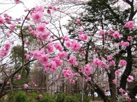桜の季節　2010　④_f0155118_7544428.jpg