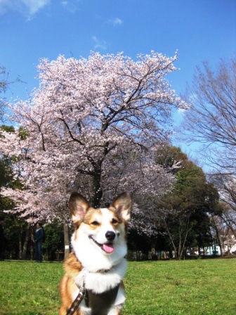 桜の季節　2010　④_f0155118_812816.jpg