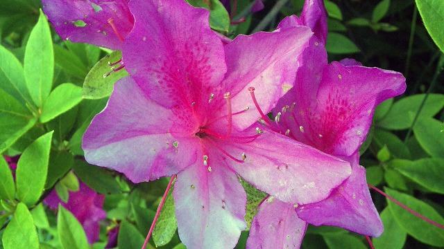 c0128722_1752403.jpg