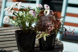 f0170524_1820029.jpg