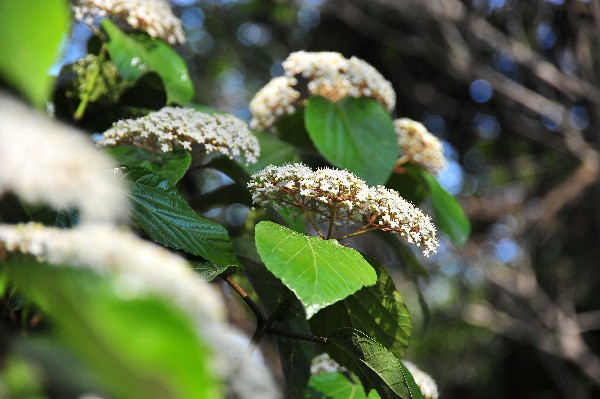 ハクサンボクの花_a0088339_1933316.jpg