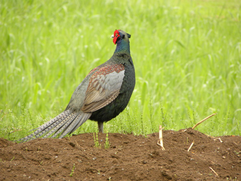 道路脇のキジ Japanese Pheasant_f0206939_19482770.jpg