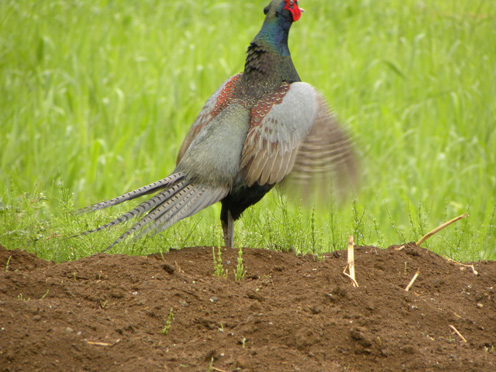 道路脇のキジ Japanese Pheasant_f0206939_19491455.jpg