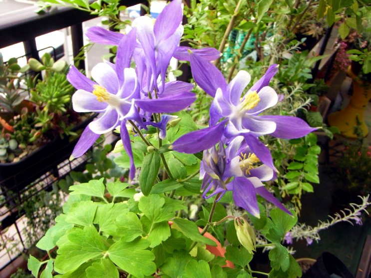 オダマキ2度目の花 たのしい園芸 オダマキ2度目の花 たのしい園芸