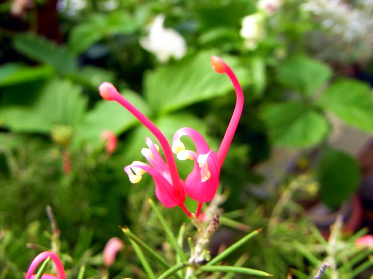 羽衣の松（グレビレア）の花研究 : たのしい園芸