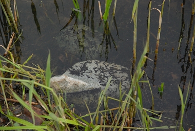 e0126046_22564230.jpg