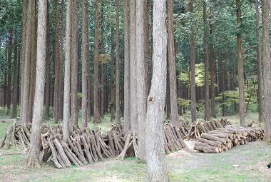 e0126046_2343815.jpg