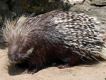 Porcupine ヤマアラシ 北米 アウトドアかぶれの小言 Porcupine ヤマアラシ 北米 アウトドアかぶれの小言