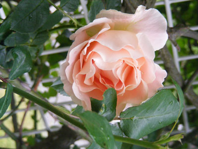 薔薇日誌2010_c0002749_8452517.jpg