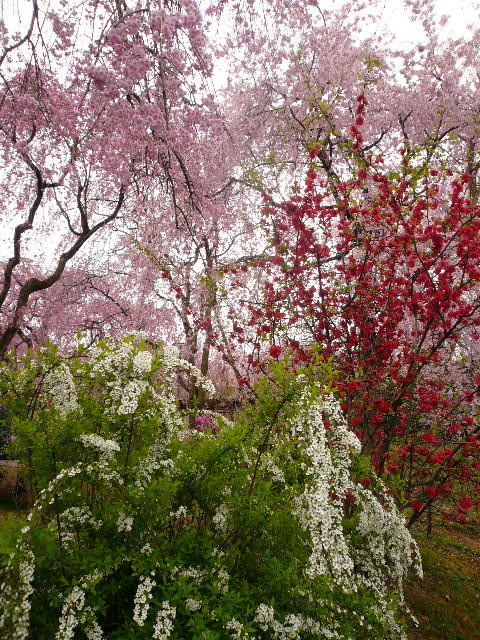 お花見２０１０　京都奈良２日目　原谷苑_c0110550_154234.jpg