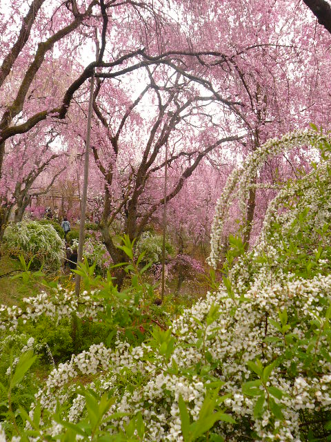 お花見２０１０　京都奈良２日目　原谷苑_c0110550_15434712.jpg