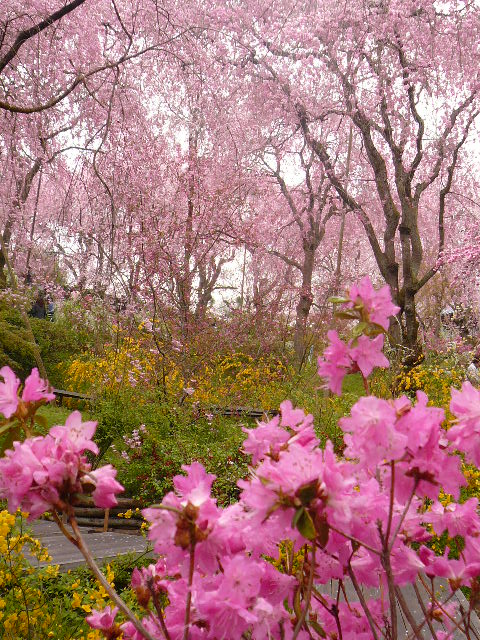 お花見２０１０　京都奈良２日目　原谷苑_c0110550_15442152.jpg