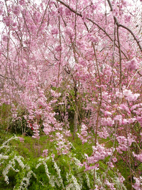 お花見２０１０　京都奈良２日目　原谷苑_c0110550_15454810.jpg