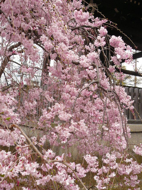 ２０１０お花見その３　京都奈良３日目上品連台寺_c0110550_17103375.jpg