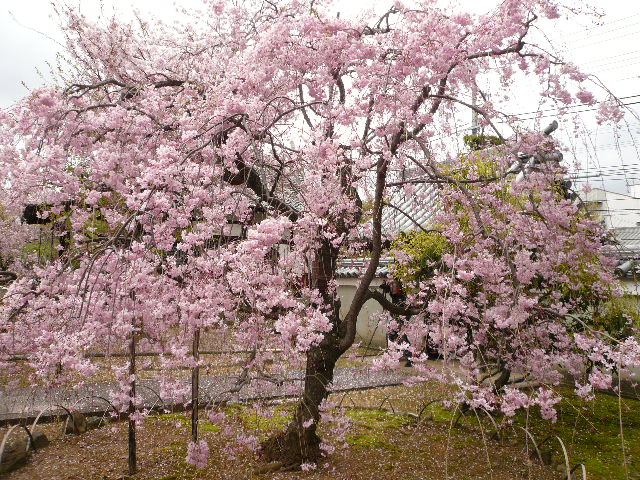 ２０１０お花見その３　京都奈良３日目上品連台寺_c0110550_17114692.jpg