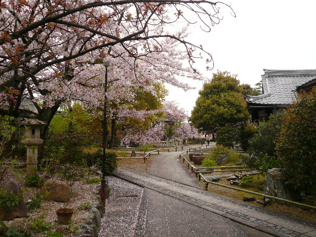 ２０１０お花見その３　京都奈良３日目上品連台寺_c0110550_179244.jpg