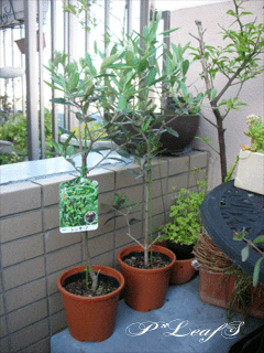 c0176651_1726633.gif