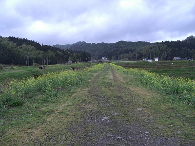五日町の菜の花_a0084753_15582442.jpg