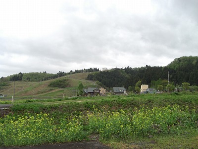五日町の菜の花_a0084753_15583359.jpg