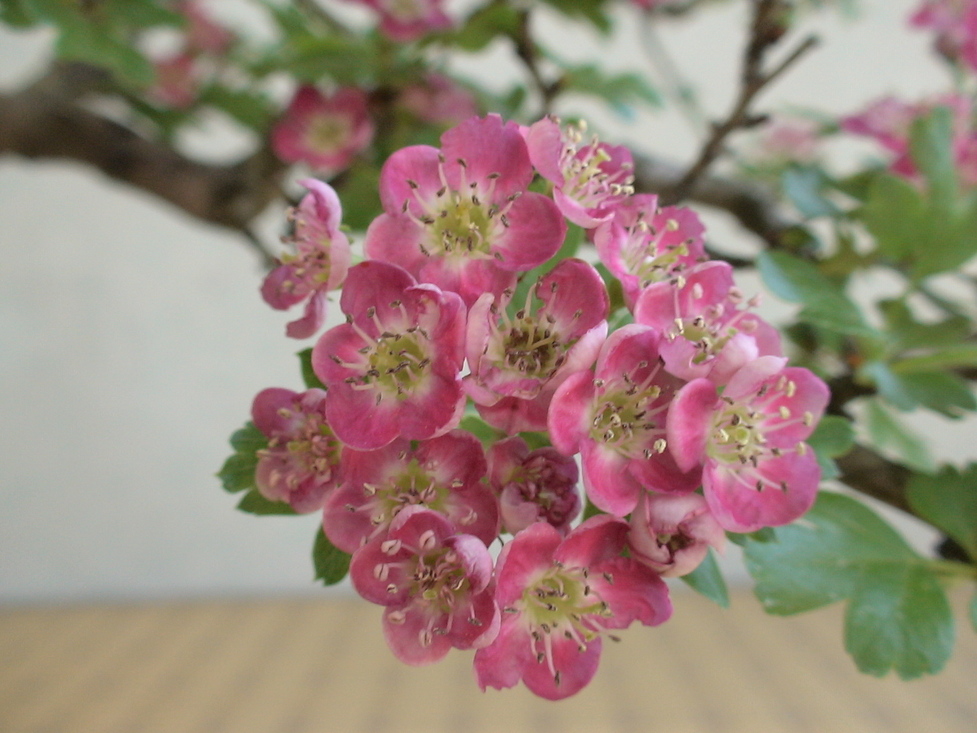10 新緑薫風 12 2 一重紅花山査子 ベニバナサンザシ 盆草遊楽 10 新緑薫風 12 2 一重紅花山査子 ベニバナサンザシ 盆草遊楽