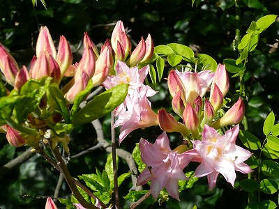 c0089360_042025.jpg