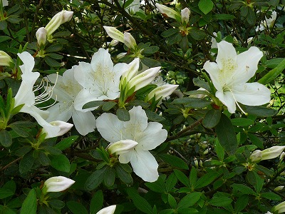 c0089360_04341.jpg