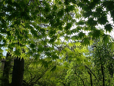 c0089360_043418.jpg