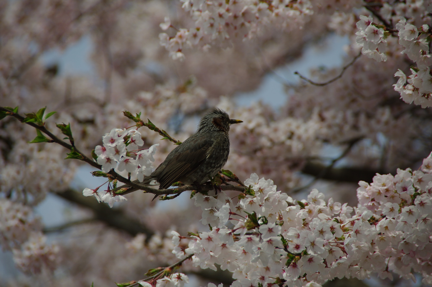 5月の連休旅行_f0237764_20581699.jpg