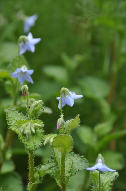 庭の花 クリーピングボリジ そよ風になって
