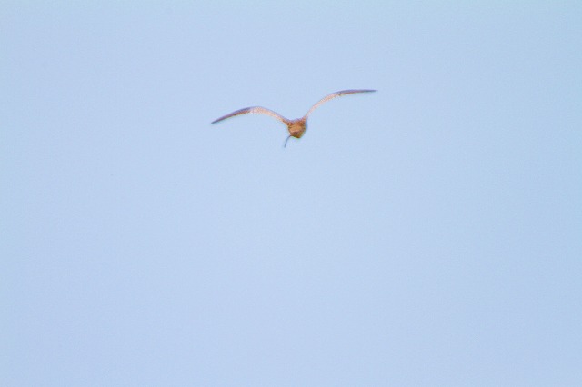 f0000866_7453925.jpg