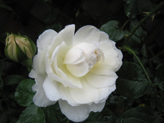 c0202870_8355362.jpg