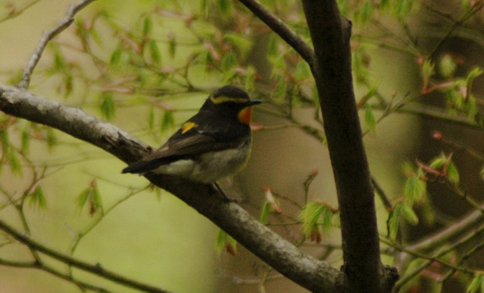 鳥、撮りました。_f0236270_1050918.jpg