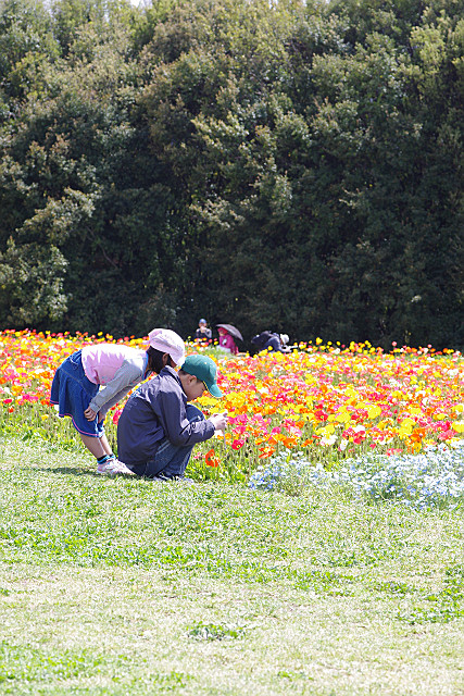 万博公園　ポピーフェスタ_b0120973_17265355.jpg