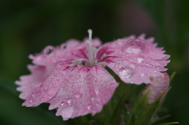 雨のあとに_f0217886_2361380.jpg