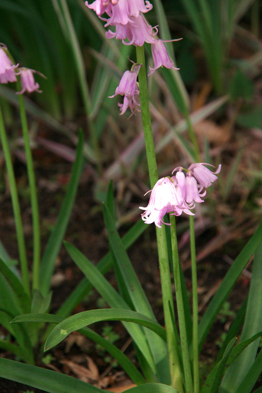 2010.04.26 　マンションの花壇_f0190989_1681278.jpg